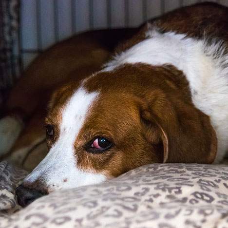 Dog lying in cage after provoked to attack