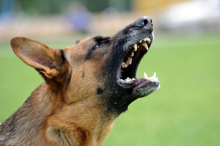 A barking German Shepherd