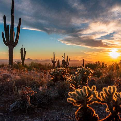 desert sunset