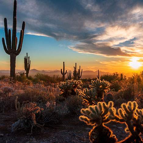 desert sunset