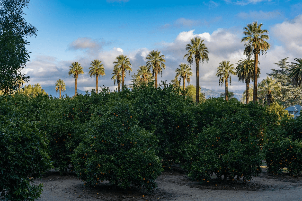 from-orange-groves-to-on-ramps—a-redlands-car-accident-attorney-handles-it-all