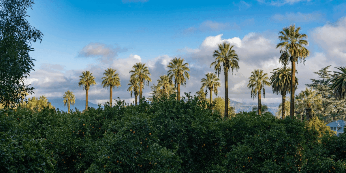 from-orange-groves-to-on-ramps—a-redlands-car-accident-attorney-handles-it-all