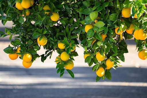 you-need-a-car-accident-lawyer-redlands-ca-trusts