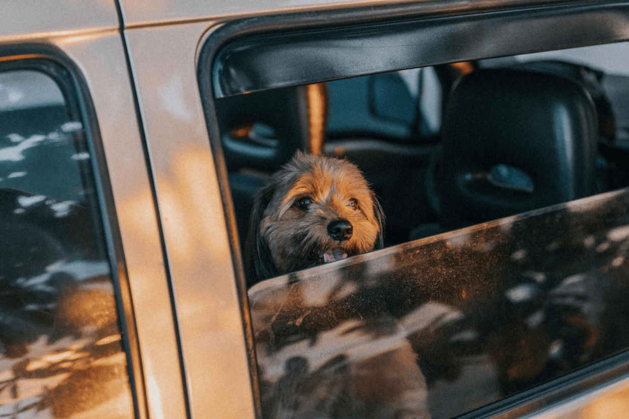 are-pets-covered-in-car-crashes?-a-car-accident-lawyer-explains